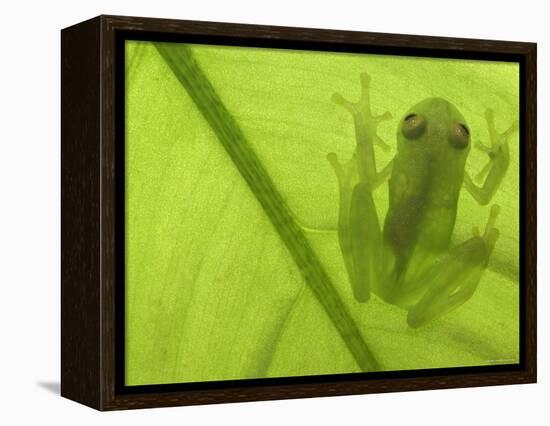 Glass Frog, Amazonia, Se Ecuador-Pete Oxford-Framed Premier Image Canvas