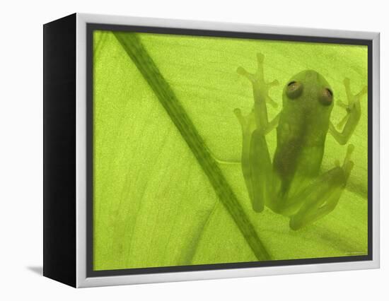 Glass Frog, Amazonia, Se Ecuador-Pete Oxford-Framed Premier Image Canvas