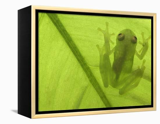 Glass Frog, Amazonia, Se Ecuador-Pete Oxford-Framed Premier Image Canvas
