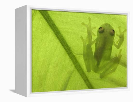 Glass Frog, Amazonia, Se Ecuador-Pete Oxford-Framed Premier Image Canvas