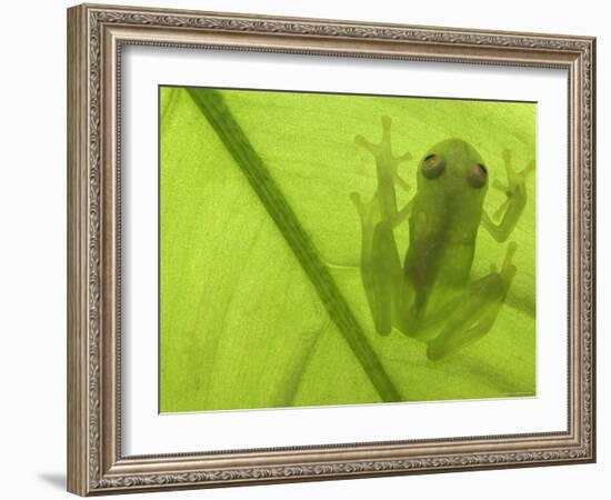 Glass Frog, Amazonia, Se Ecuador-Pete Oxford-Framed Photographic Print