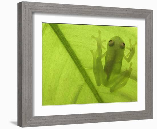 Glass Frog, Amazonia, Se Ecuador-Pete Oxford-Framed Photographic Print