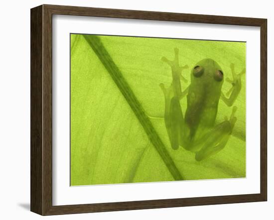 Glass Frog, Amazonia, Se Ecuador-Pete Oxford-Framed Photographic Print