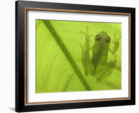 Glass Frog, Amazonia, Se Ecuador-Pete Oxford-Framed Photographic Print