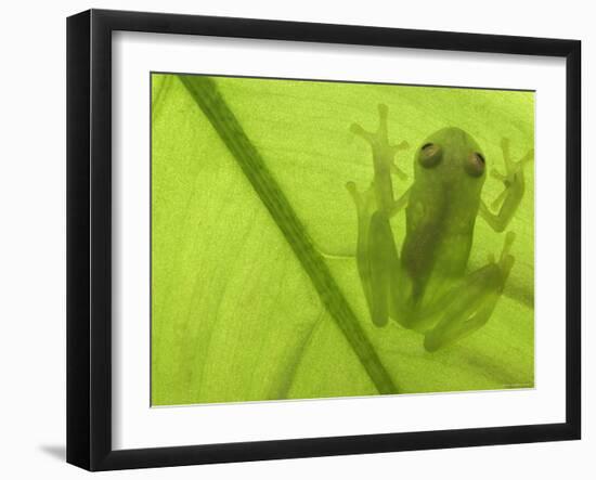 Glass Frog, Amazonia, Se Ecuador-Pete Oxford-Framed Photographic Print