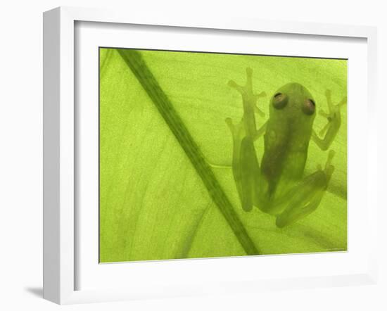 Glass Frog, Amazonia, Se Ecuador-Pete Oxford-Framed Photographic Print