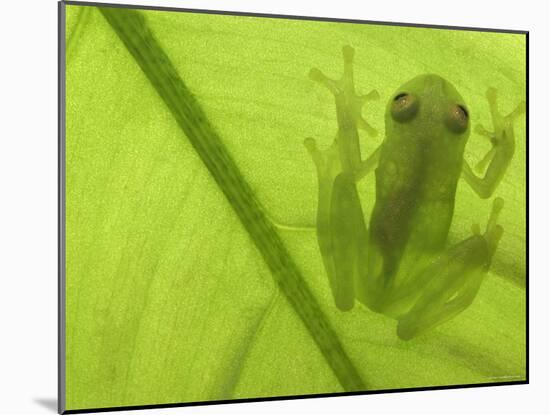 Glass Frog, Amazonia, Se Ecuador-Pete Oxford-Mounted Photographic Print