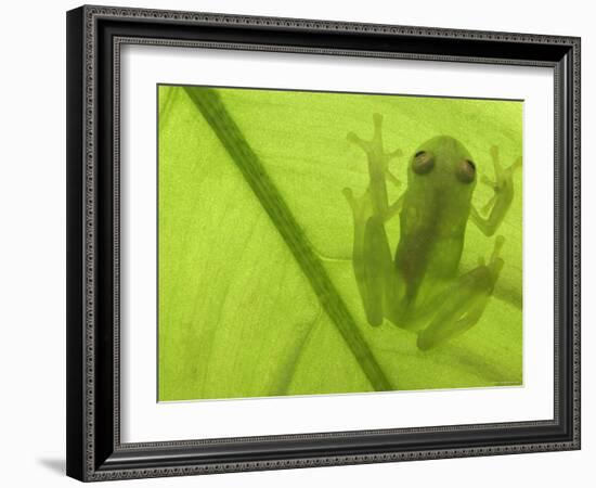 Glass Frog, Amazonia, Se Ecuador-Pete Oxford-Framed Photographic Print