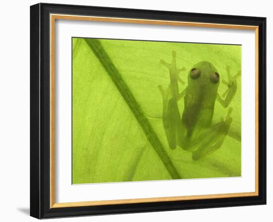 Glass Frog, Amazonia, Se Ecuador-Pete Oxford-Framed Photographic Print