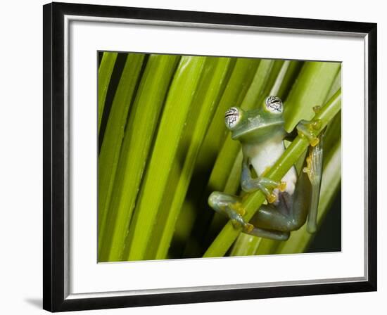 Glass Frog, Choca Region, Ecuador-Pete Oxford-Framed Photographic Print