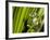 Glass Frog, Choca Region, Ecuador-Pete Oxford-Framed Photographic Print