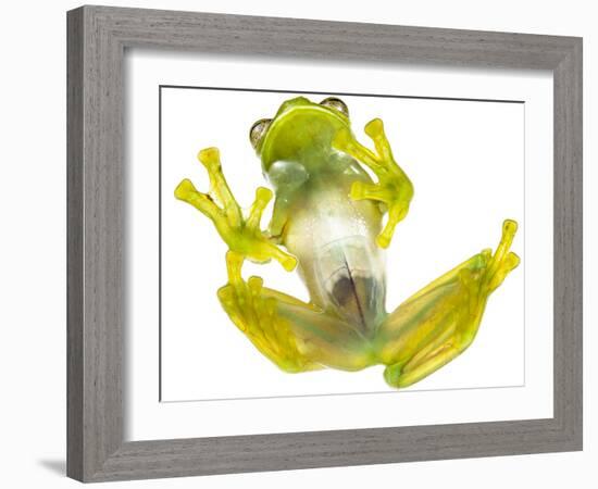 Glass frog (Rulyrana spiculata) ventral / underside view , Cosnipata Valley, Peru-Emanuele Biggi-Framed Photographic Print