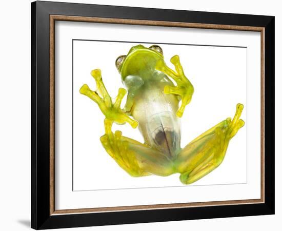 Glass frog (Rulyrana spiculata) ventral / underside view , Cosnipata Valley, Peru-Emanuele Biggi-Framed Photographic Print