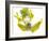 Glass frog (Rulyrana spiculata) ventral / underside view , Cosnipata Valley, Peru-Emanuele Biggi-Framed Photographic Print