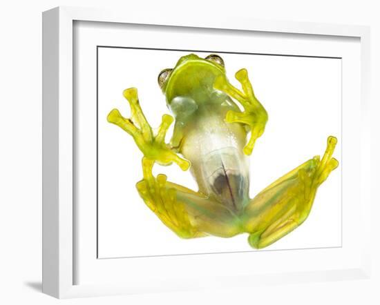 Glass frog (Rulyrana spiculata) ventral / underside view , Cosnipata Valley, Peru-Emanuele Biggi-Framed Photographic Print