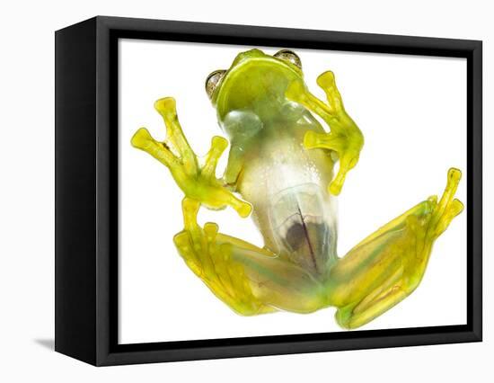 Glass frog (Rulyrana spiculata) ventral / underside view , Cosnipata Valley, Peru-Emanuele Biggi-Framed Premier Image Canvas