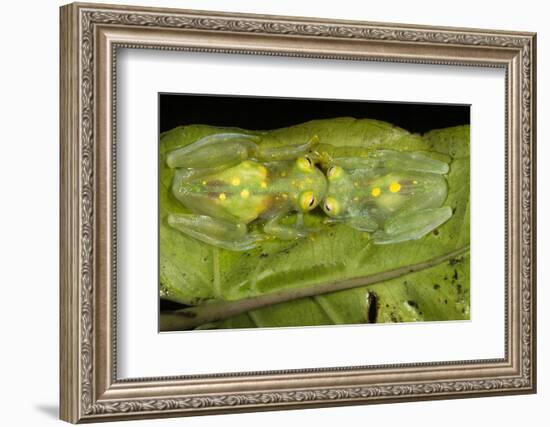 Glass Frogs, Ecuador-Pete Oxford-Framed Photographic Print