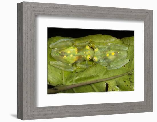 Glass Frogs, Ecuador-Pete Oxford-Framed Photographic Print