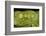 Glass Frogs, Ecuador-Pete Oxford-Framed Photographic Print