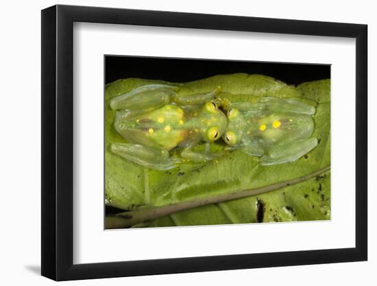 Glass Frogs, Ecuador-Pete Oxford-Framed Photographic Print