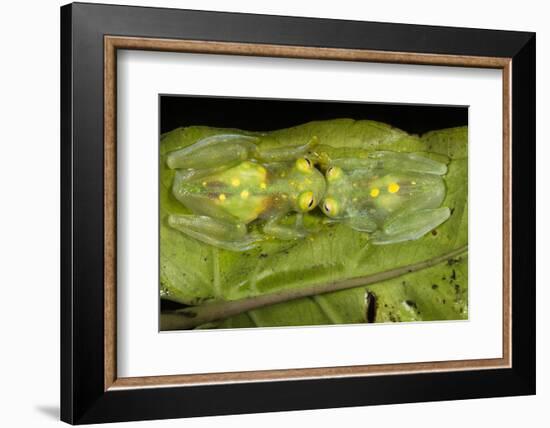 Glass Frogs, Ecuador-Pete Oxford-Framed Photographic Print