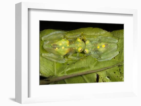 Glass Frogs, Ecuador-Pete Oxford-Framed Photographic Print