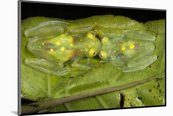 Glass Frogs, Ecuador-Pete Oxford-Mounted Photographic Print