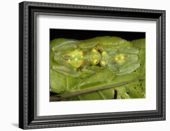 Glass Frogs, Ecuador-Pete Oxford-Framed Photographic Print