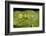 Glass Frogs, Ecuador-Pete Oxford-Framed Photographic Print