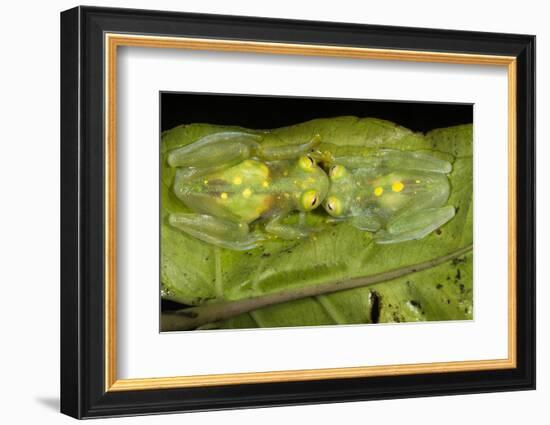 Glass Frogs, Ecuador-Pete Oxford-Framed Photographic Print