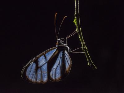 Glass Wing Butterfly Ithomidae Sleeping On A Branch At Night Photographic Print By Javier Aznar Artcom