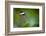 Glass Wing Butterfly-Bahadir Yeniceri-Framed Photographic Print