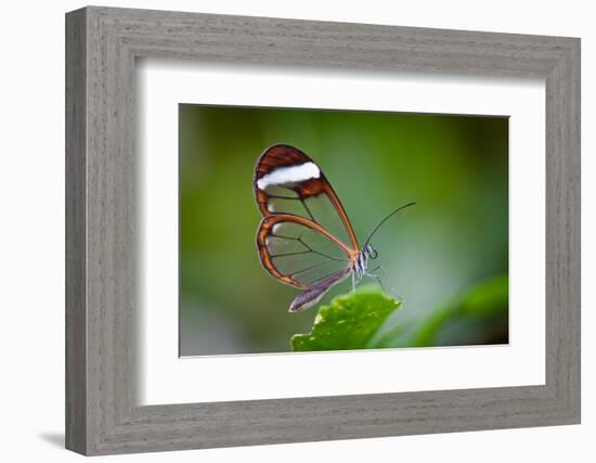 Glass Wing Butterfly-Bahadir Yeniceri-Framed Photographic Print