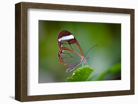 Glass Wing Butterfly-Bahadir Yeniceri-Framed Photographic Print