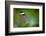 Glass Wing Butterfly-Bahadir Yeniceri-Framed Photographic Print