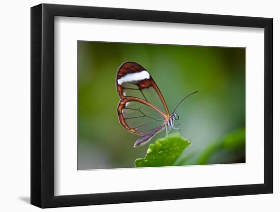 Glass Wing Butterfly-Bahadir Yeniceri-Framed Photographic Print