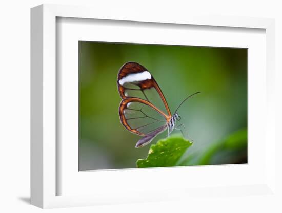 Glass Wing Butterfly-Bahadir Yeniceri-Framed Photographic Print