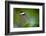 Glass Wing Butterfly-Bahadir Yeniceri-Framed Photographic Print