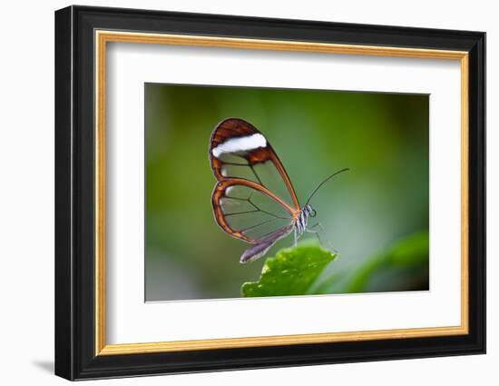 Glass Wing Butterfly-Bahadir Yeniceri-Framed Photographic Print