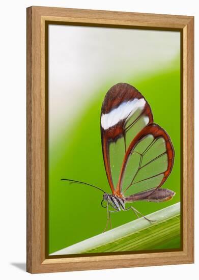 Glasswing butterfly resting on leaf-Edwin Giesbers-Framed Premier Image Canvas