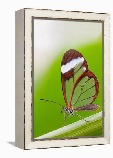 Glasswing butterfly resting on leaf-Edwin Giesbers-Framed Premier Image Canvas
