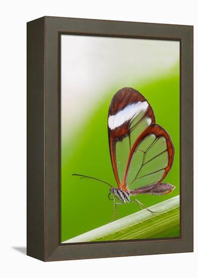 Glasswing butterfly resting on leaf-Edwin Giesbers-Framed Premier Image Canvas