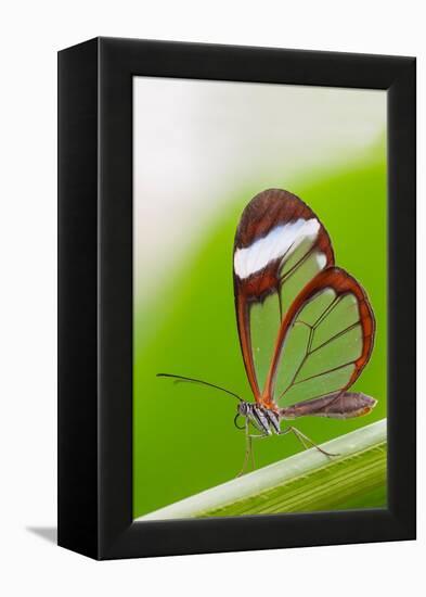 Glasswing butterfly resting on leaf-Edwin Giesbers-Framed Premier Image Canvas