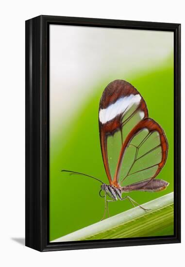 Glasswing butterfly resting on leaf-Edwin Giesbers-Framed Premier Image Canvas