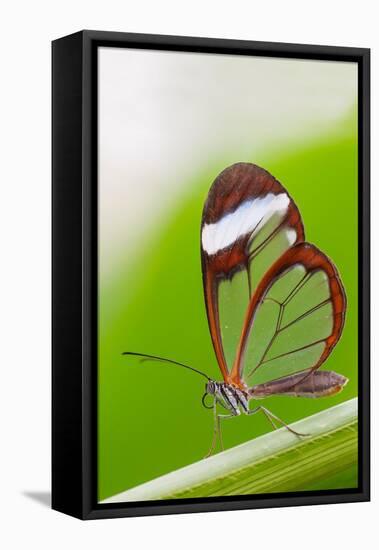 Glasswing butterfly resting on leaf-Edwin Giesbers-Framed Premier Image Canvas