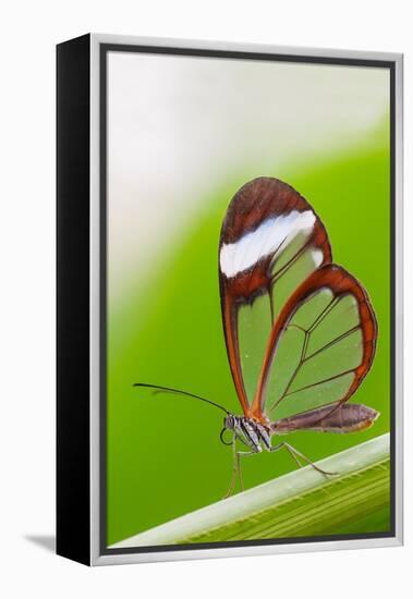 Glasswing butterfly resting on leaf-Edwin Giesbers-Framed Premier Image Canvas