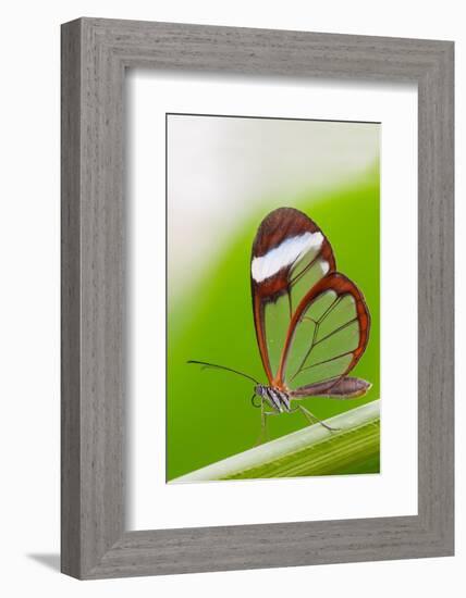 Glasswing butterfly resting on leaf-Edwin Giesbers-Framed Photographic Print
