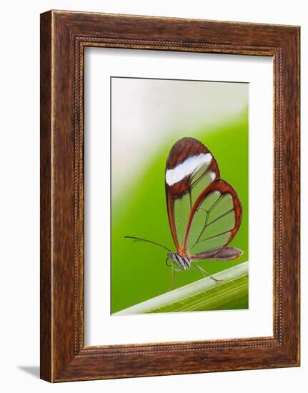 Glasswing butterfly resting on leaf-Edwin Giesbers-Framed Photographic Print