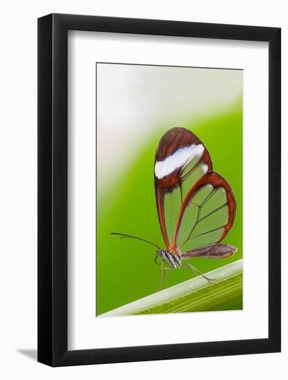 Glasswing butterfly resting on leaf-Edwin Giesbers-Framed Photographic Print