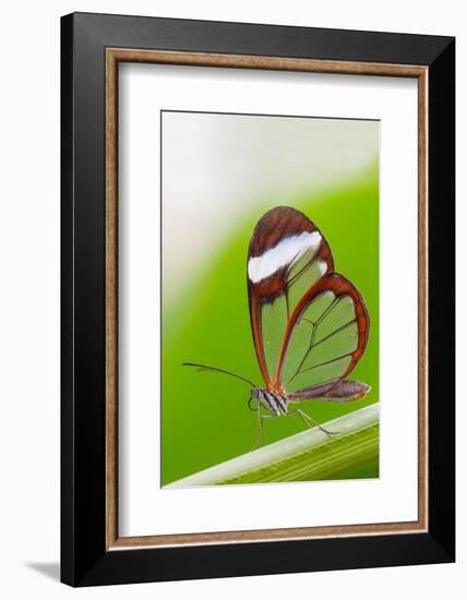 Glasswing butterfly resting on leaf-Edwin Giesbers-Framed Photographic Print